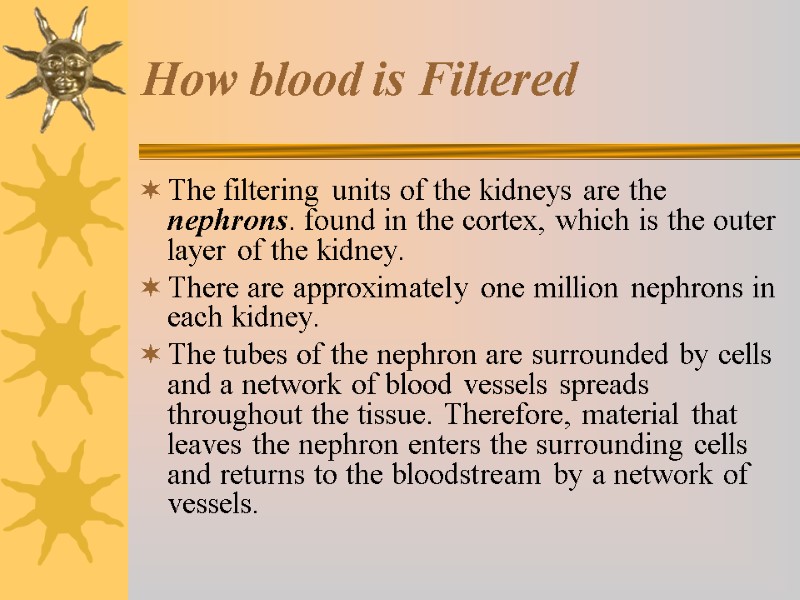 How blood is Filtered The filtering units of the kidneys are the nephrons. found